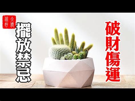 陽台放仙人掌|仙人掌擺放在哪裡才好呢？有什麼擺放講究嗎？